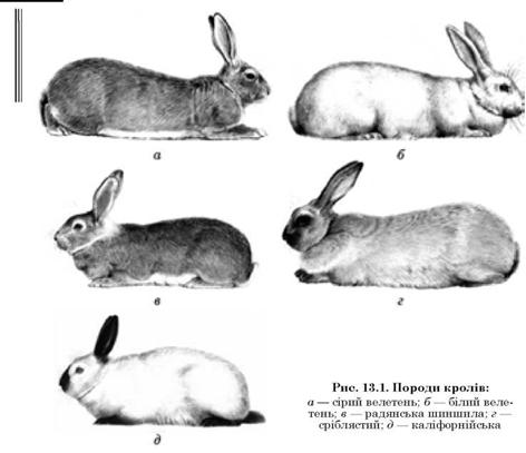 Какие породы кроликов можно скрестить. Скрещивание пород кролика породы. Схема скрещивания кроликов. Калифорнийская порода кроликов. Скрещивание кроликов рисунок.